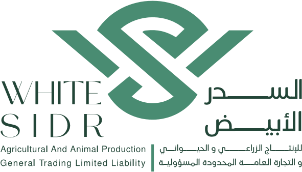 White Sidr