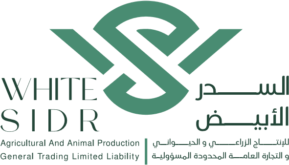 White Sidr